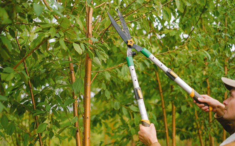 Tree trimming in Randalia, IA